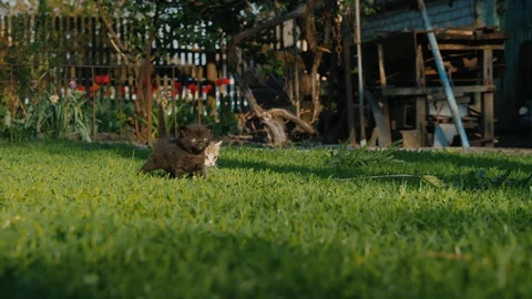 Cat is singing its lost kittens Stock Footage 129845231