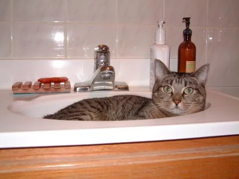 Cat in a Sink Foto stock