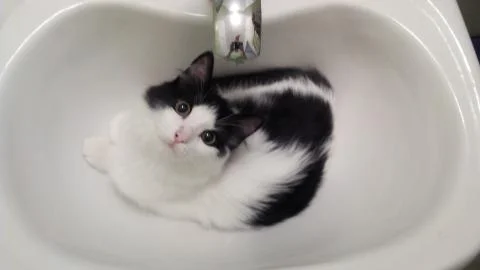  Cat in the sink Foto stock