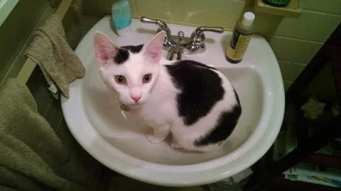 Cat in a sink Foto stock