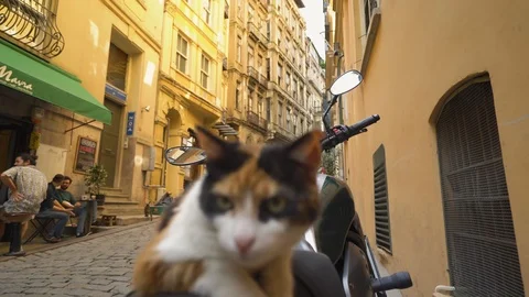 A cat in Şişhane Video stock 90900507