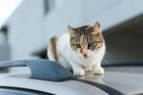 Cat sit on a car Stock Photos