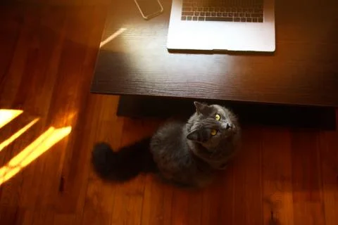 Cat sit on the floor next to the table with laptop Stock Photos