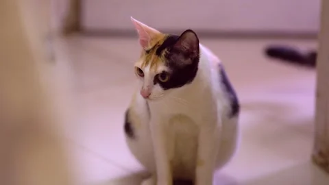 Cat sit on the flor looking the camera Stock Footage 242433138