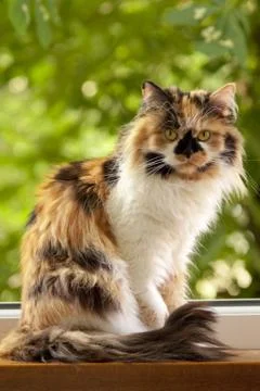 Cat sit near the window Stock Photos