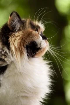 Cat sit near the window Stock Photos