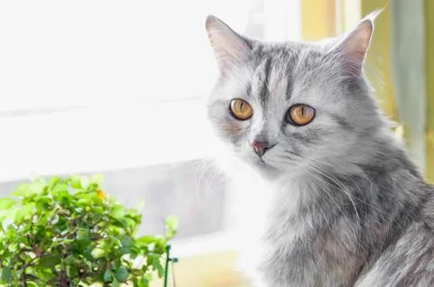 Cat sit at window with flower Stock Photos