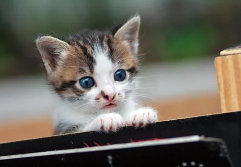 Cat  siting in the box Stock Photos