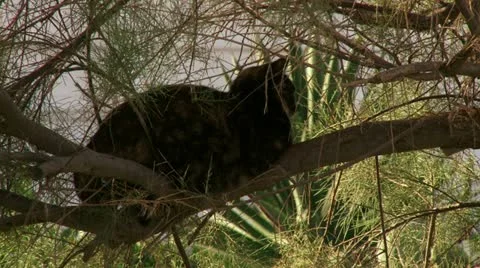 Cat siting on tree branch. Stock Footage 20508626