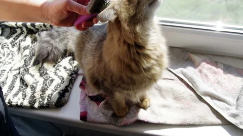 Cat sits and enjoying while being brushed Stock Footage 128593173