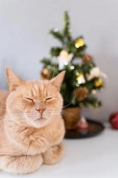 The cat sits on the background of the christmas tree Stock Photos