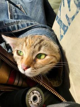 The cat sits in a bag. Stock Photos