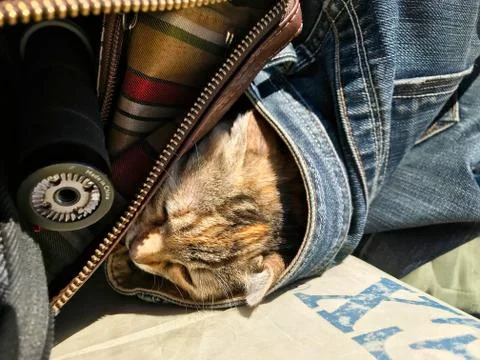 The cat sits in a bag. Stock Photos