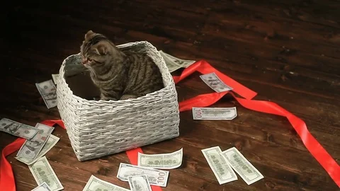 Cat sits in the basket and catches the dollars Stock Footage 80490862