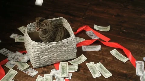 Cat sits in the basket and catches the dollars Vidéo 80491001