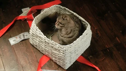 Cat sits in the basket and catches the dollars Stock Footage 80491333