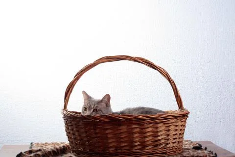 The cat sits in a basket on the table, looking out a little Stock Photos