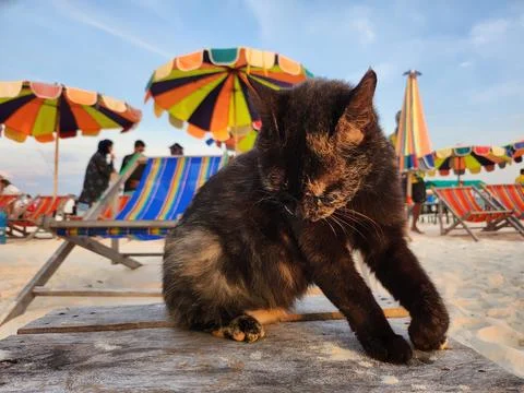 The cat sits on the beach Stock Photos