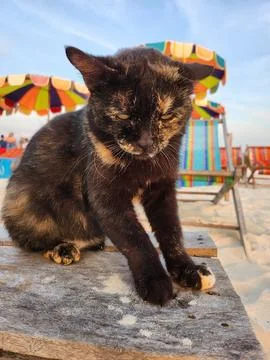 The cat sits on the beach Foto stock