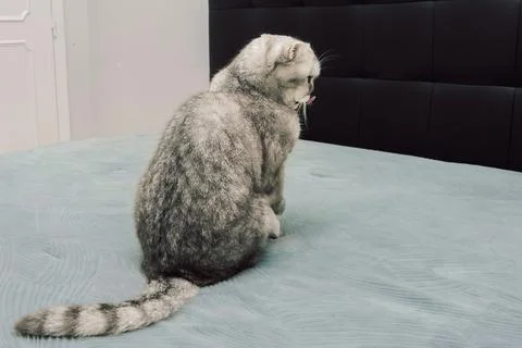 Cat sits on bed and cleans its fur during day in  cozy indoor. grooming itsel Foto stock