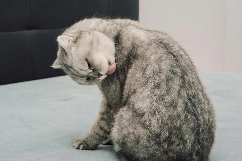 Cat sits on bed and cleans its fur during day in  cozy indoor. grooming itsel Stock Photos