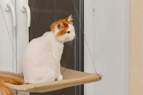 Cat sits in a bed attached to the window Stock Photos