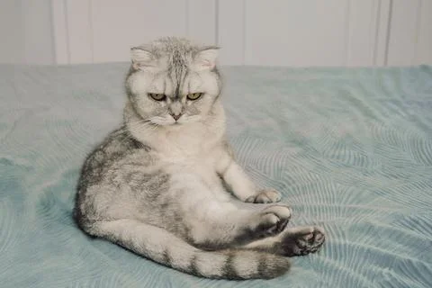 Cat sits on bed with focused expression, showing its unique features, posture Stock Photos