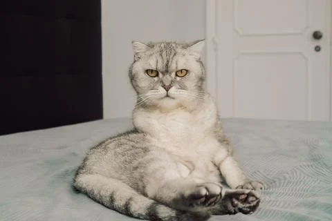 Cat sits on bed with focused expression, showing its unique features, posture Stock Photos