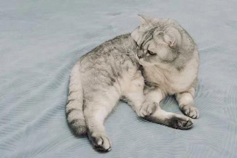 Cat sits on bed, grooming itself in  comfortable indoor setting during daytim Foto stock
