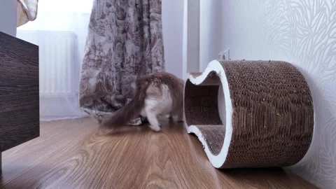 Cat sits beside a scratching post in a cozy room with light wood floor Stock Footage 336013180