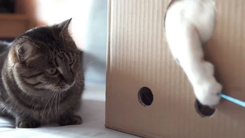 The cat sits in a box and plays through the hole Stock Footage 105583802