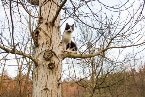 Cat sits on branch of nut tree Stock Photos
