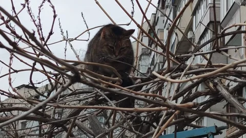 Cat sits on branches of tree like a bird cat on bush Stockbeeldmateriaal 307432920