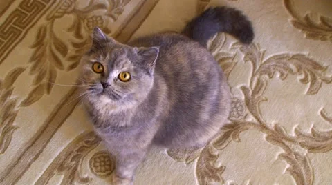 Cat sits on the carpet Vídeos de archivo 25301051