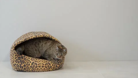 The cat sits in the cat house and plays with toy Stock Footage 172402012