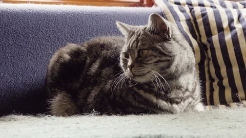 A cat sits on a coach inside a house, rests and looks around. Vídeo Stock 123645334