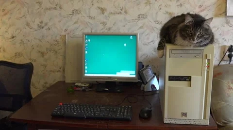 The cat sits on the computer. 4K. Video stock 63687493