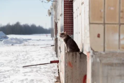 Cat sits on a concrete platform of a multi-storey building in the winter on the Stock Photos
