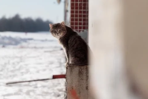 Cat sits on a concrete platform of a multi-storey building in the winter on the Stock Photos