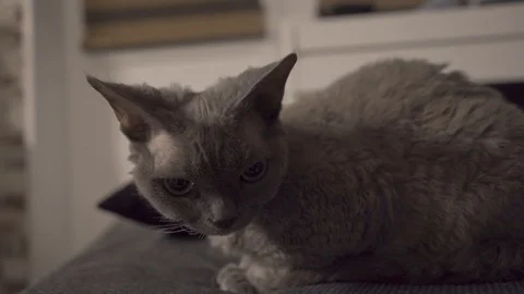 Cat sits on the couch and looks around Stock Footage 101663257