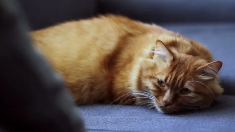 Cat sits on couch, hears something and suddenly he looks that way Stock Footage 96242906