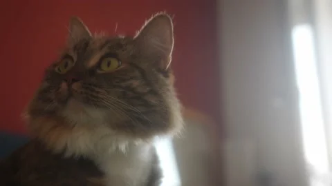 The cat sits on the couch, looks to the side with great interest, turns its head Stock Footage 211124361