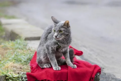 The cat sits on the curb in the yard in front of the house.Pet on a walk on.. Stock Photos