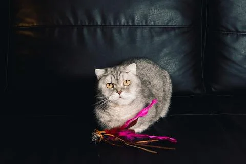 Cat sits on  dark surface with  pink ribbon in front of it during indoor play Stock-Fotos
