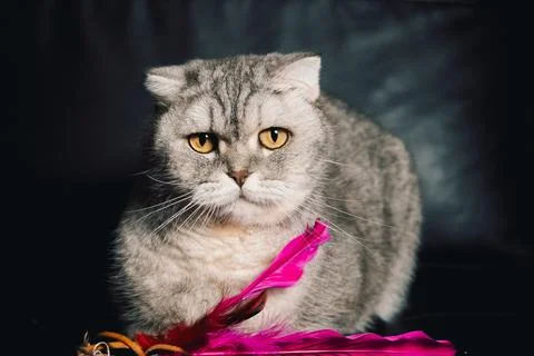 Cat sits on  dark surface with  pink ribbon in front of it during indoor play Stock Photos