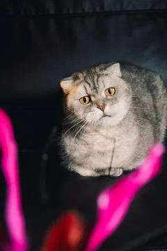 Cat sits on  dark surface with  pink ribbon in front of it during indoor play Stock Photos