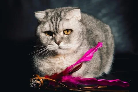 Cat sits on  dark surface with  pink ribbon in front of it during indoor play Stock Photos