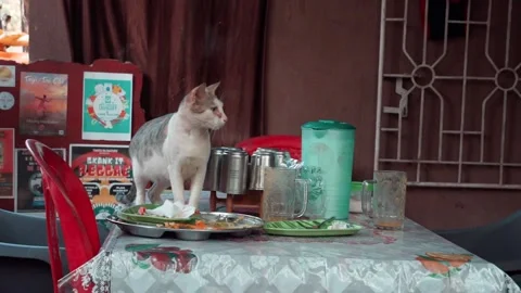 Cat sits on the dining room table, looking around Video stock 224534701