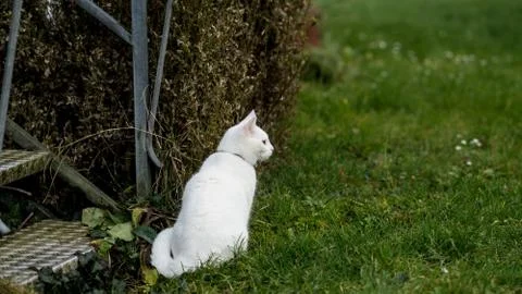 The cat sits at the doorstep Stock Photos