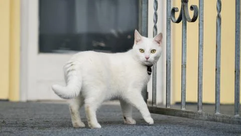 The cat sits at the doorstep Stock Photos